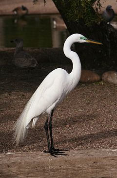 Голяма бяла чапла (Ardea alba)