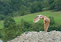 Забулена сова (Tyto alba)