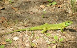 Lacerta viridis.jpg