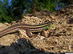 Lacerta trilineata.jpg