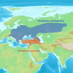 Range Erinaceus concolor and Erinaceus roumanicus.png