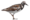 Ruddy-turnstone-icon.png