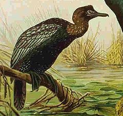 Малък корморан (Phalacrocorax pygmeus)