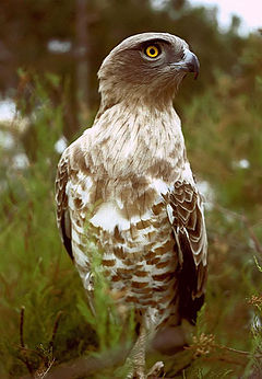 Circaetus gallicus