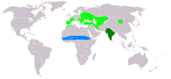 Circaetus gallicus dis.PNG