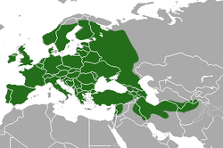 European Badger area.png