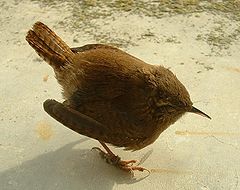 Troglodytes troglodytes